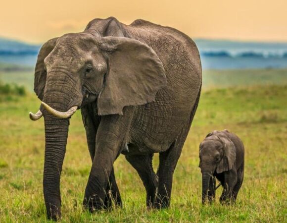 7 Days Amboseli Lake Nakuru Masai Mara Lake Naivasha Safari