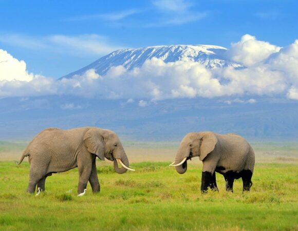 4 DAYS LAKE NAKURU MASAI MARA ADVENTURE SAFARI