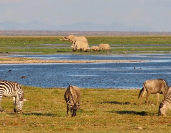 14-DAY SAFARI TO KENYA MAASAI UGANDA GORILLA SAFARI