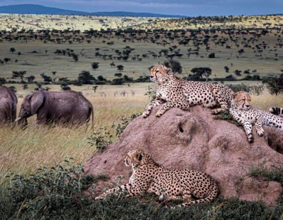 2 DAYS IN MAASAI MARA