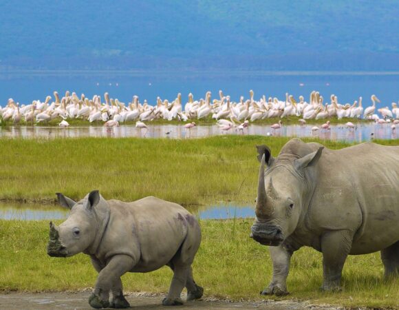 5 DAYS LAKE NAKURU MASAI MARA LAKE NAIVASHA SAFARI
