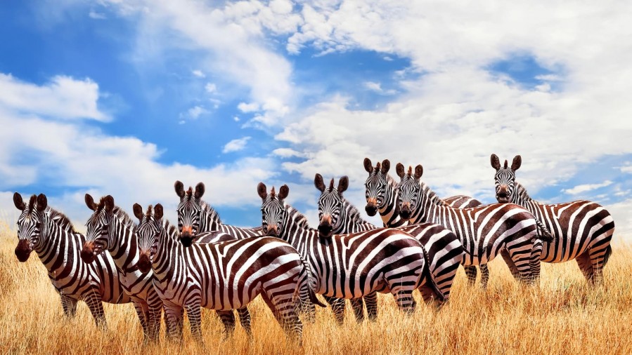 9 DAY KENYA DISCOVER WILDLIFE NATURE AND BEACH SAFARI