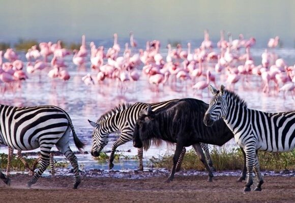 5 Days Lake Nakuru Masai Mara Lake Naivasha Safari(1)